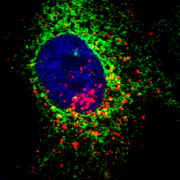 Immunofluorescent confocal microscope image of a KTC-Z cell labeled with DSHB antibody H4B4 against LAMP2 (red). PMID: 34208608, Fig. 6B'.